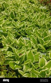 Image result for Hosta fortunei albomarginata