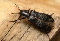 Attēlu rezultāti vaicājumam “Melandrya dubia”