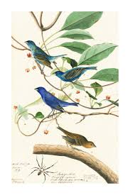 Image result for Passerina cyanea