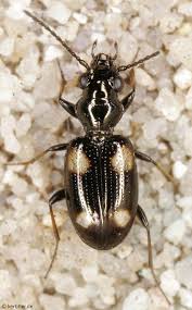 Attēlu rezultāti vaicājumam “Bembidion quadrimaculatum”