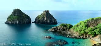 Image result for fernando de noronha