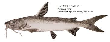 Image result for Ariopsis felis