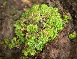 Attēlu rezultāti vaicājumam “Fossombronia wondraczekii”