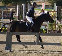 Image result for numero aureo