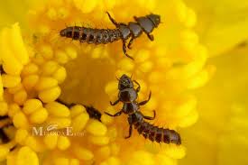 Attēlu rezultāti vaicājumam “Meloe sp. larva”