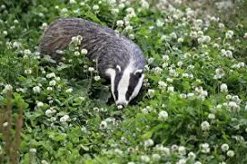 Attēlu rezultāti vaicājumam “Meles meles adult”