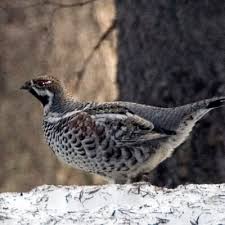 Attēlu rezultāti vaicājumam “Tetrastes bonasia juvenile”