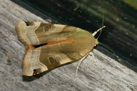 Attēlu rezultāti vaicājumam “Noctua fimbriata imago”