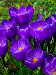 Attēlu rezultāti vaicājumam “Crocus”
