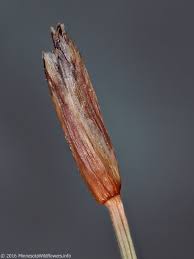 Attēlu rezultāti vaicājumam “Eleocharis quinqueflora flower”