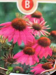 Image result for roter Sonnenhut