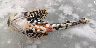 Image result for Myoxocephalus scorpioides