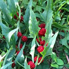 Image result for chenopodium foliosum