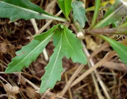 Attēlu rezultāti vaicājumam “Diplotaxis muralis fruit”