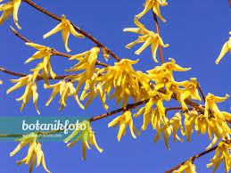 Attēlu rezultāti vaicājumam “Forsythia suspensa”