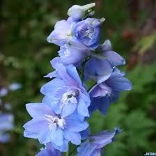 Attēlu rezultāti vaicājumam “Delphinium elatum  flower”