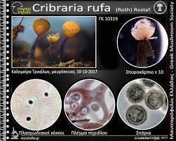 Attēlu rezultāti vaicājumam “Cribraria rufa”