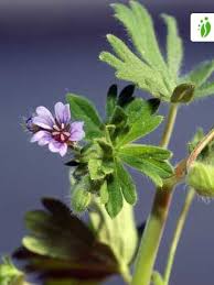 Attēlu rezultāti vaicājumam “Geranium pusillum leaf”