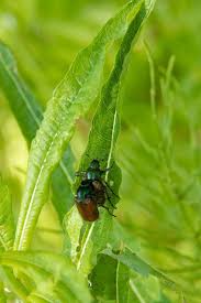 Attēlu rezultāti vaicājumam “Phyllopertha horticola imago”