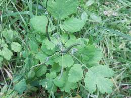 Attēlu rezultāti vaicājumam “Chelidonium majus leaf”