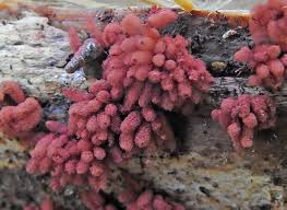 Attēlu rezultāti vaicājumam “Arcyria affinis young”