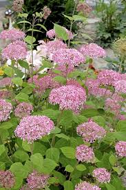 Attēlu rezultāti vaicājumam “Hydrangea arborescens subsp. discolor”