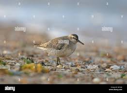 Attēlu rezultāti vaicājumam “Calidris canutus adult”
