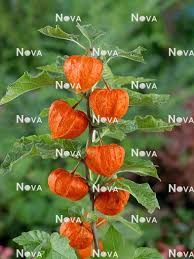 Attēlu rezultāti vaicājumam “Physalis alkekengi”