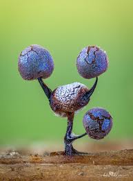 Attēlu rezultāti vaicājumam “Didymium serpula macro”