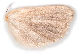 Attēlu rezultāti vaicājumam “Mythimna flammea”