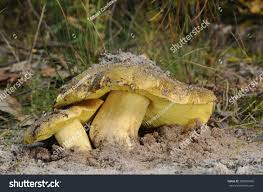 Attēlu rezultāti vaicājumam “Trichia flavicoma stalked”