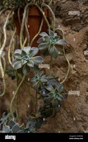 Attēlu rezultāti vaicājumam “Badhamia lilacina macro”