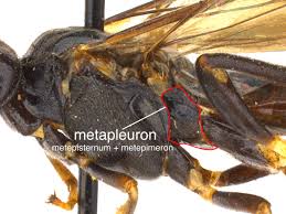 Attēlu rezultāti vaicājumam “Diprionidae”