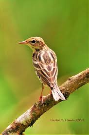 Image result for Anthus gustavi