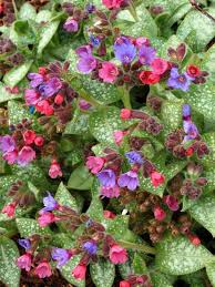 Image result for Pulmonaria officinalis