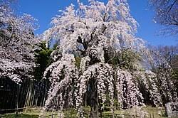 Attēlu rezultāti vaicājumam “Prunus (sakura)”