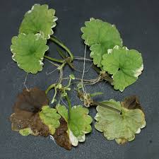Attēlu rezultāti vaicājumam “Glechoma hederacea leaf”