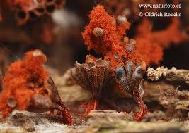 Attēlu rezultāti vaicājumam “Metatrichia vesparia stalked”