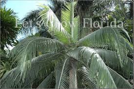 Attēlu rezultāti vaicājumam “Diderma montanum var. album macro”