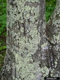 Attēlu rezultāti vaicājumam “Flavoparmelia caperata”