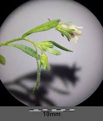 Attēlu rezultāti vaicājumam “Microrrhinum minus flower”