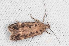 Attēlu rezultāti vaicājumam “Gelechia rhombella”