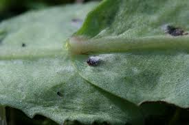 Attēlu rezultāti vaicājumam “Phytomyza minuscula”