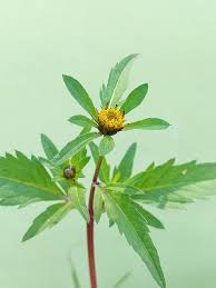 Attēlu rezultāti vaicājumam “Bidens tripartita”