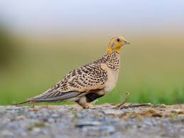 Image result for Syrrhaptes paradoxus