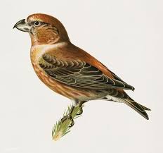 Attēlu rezultāti vaicājumam “Loxia pytyopsittacus”