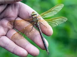 Attēlu rezultāti vaicājumam “Aeshna grandis”