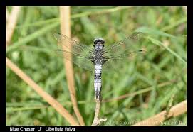 Attēlu rezultāti vaicājumam “Libellula fulva male”