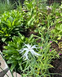 Attēlu rezultāti vaicājumam “Dianthus arenarius leaf”