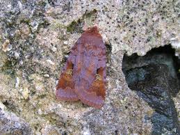 Attēlu rezultāti vaicājumam “Diarsia brunnea”